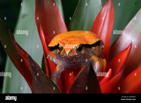 Tomato Frog Dyscophus Guineti Madagascar Stock Photo Alamy