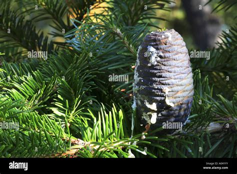 Abies Spectabilis Himalayan Fir Hi Res Stock Photography And Images Alamy