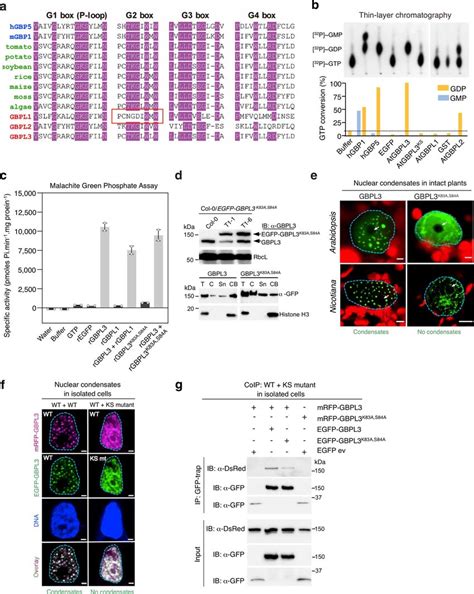 Gbpl Gtpase Activity Is Required For Llps Driven Defence A Alignment