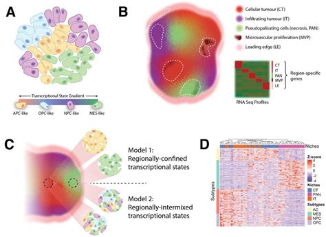 Transcriptional Models Of Intra Tumor Gbm Molecular Heterogeneity A