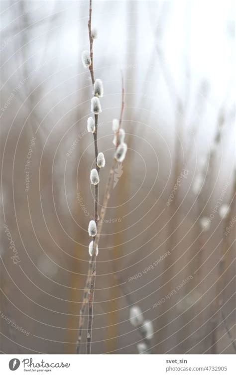 Springtime Nature Background With Green Pussy Willow Branches With Furry Catkins Spring Buds A