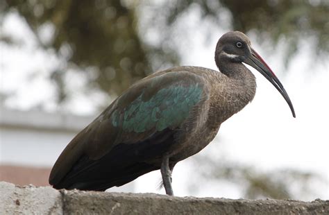 Hadada Ibis Ibis, Zoo, Animals, Animales, Animaux, Animal, Animais