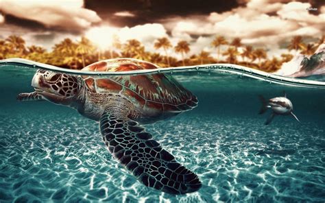 100 Sea Turtle Wallpapers