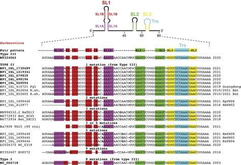 Correlated Sequence Signatures Are Present Within The Genomic 5UTR RNA