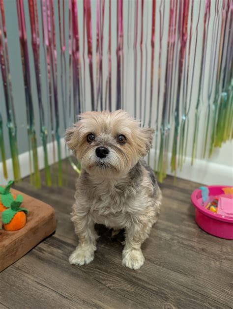 Pawsitive Pet Services | Lawton IA