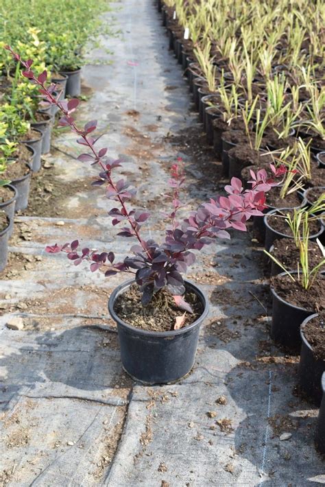 Берберис червен - Разсадник Манчеви 2763