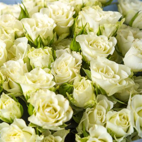 Букет из 19 роз — купить в Москве с доставкой | Заказать в Magical Flower
