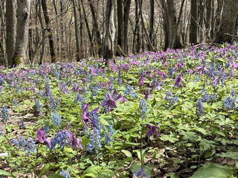 男山自然公園のカタクリが見頃を迎えている どらたつさんのモーメント Yamap ヤマップ