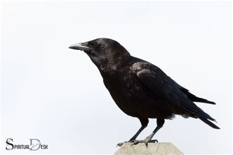 What Is The Spiritual Meaning Of Seeing A Crow Growth