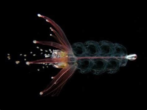 Facts: The Hula Skirt Siphonophore - YouTube