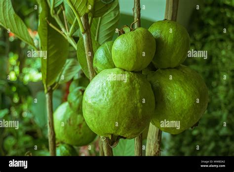 Frutos De Guayaba Verdes Jóvenes Sobre El árbol De Guayaba Psidium