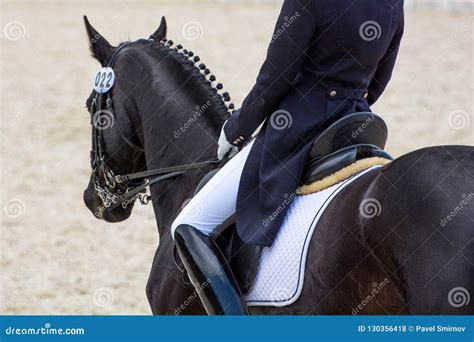 Dressage Rider On A Black Horse View From The Back Stock Photo Image