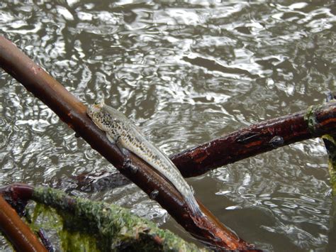 Adventures With The Naked Hermit Crabs Free Nature Walk At Chek Jawa Boardwalk November And