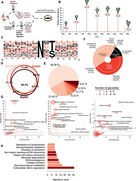 Frontiers Defining The Altered Glycoproteomic Space Of The Early