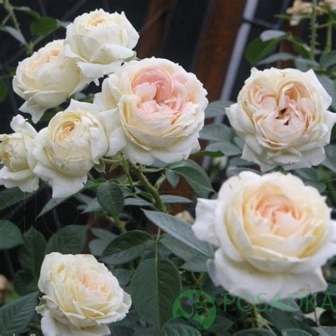 Роза мон жардин Mon Jardin - Rozmillion