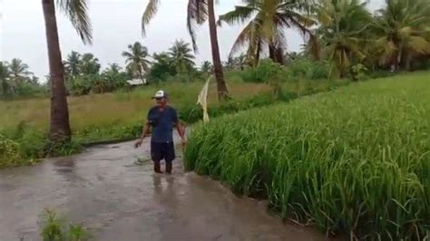 Belasan Hektar Sawah Di Desa Aeramo Nagekeo Terendam Banjir Pos