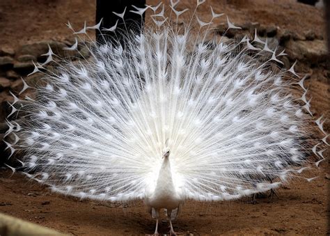EspaÑoles Con Duende Pavo Real Albino Blanco Por La Mano Del Hombre