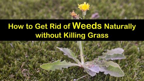 How To Get Rid Of Weeds In Flower Garden Garden Likes