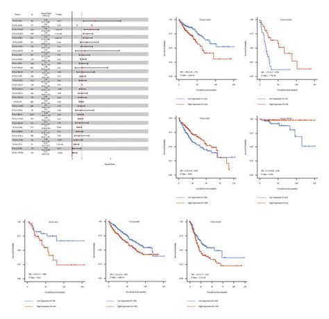 Association Between The Hsa MiR 130a 3p Expression And OS In Cancer