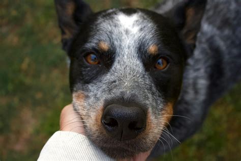 Australian Cattle Dog Lifespan - What to Expect & How to Help an