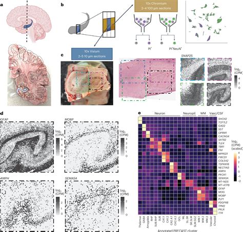 Scientists Built the Most Detailed Map of the Human Memory Center—And