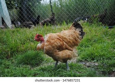 Naked Neck Chicken Images Stock Photos D Objects Vectors Shutterstock