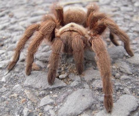 Aphonopelma Hentzi Texas Brown Unsexed Juvie Paladin Exotics