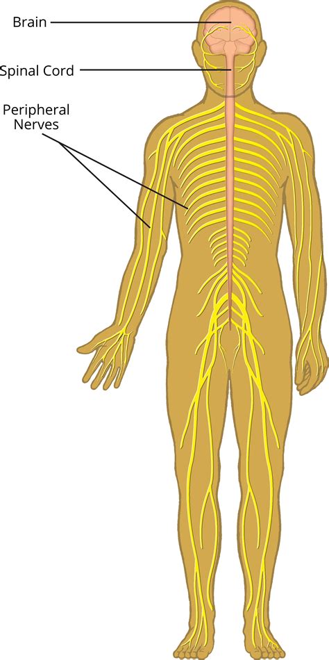 Download Clip Art Nervous System Pictures Peripheral Nervous System