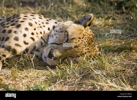 Gepard Nase Fotos Und Bildmaterial In Hoher Aufl Sung Alamy