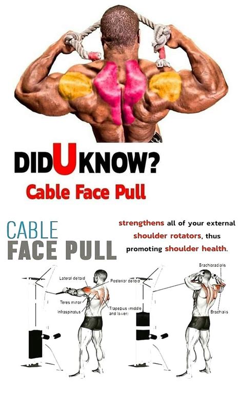 cable face pull shoulder workout face pull exercise cable workout