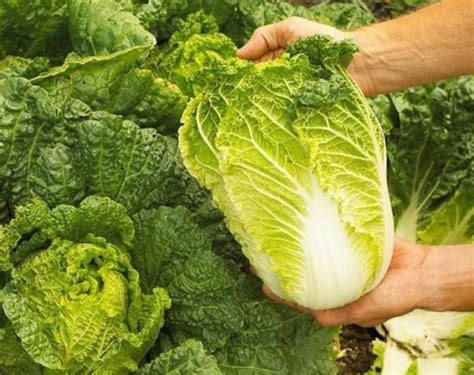 Китайская капуста, какова она на вид и вкус?