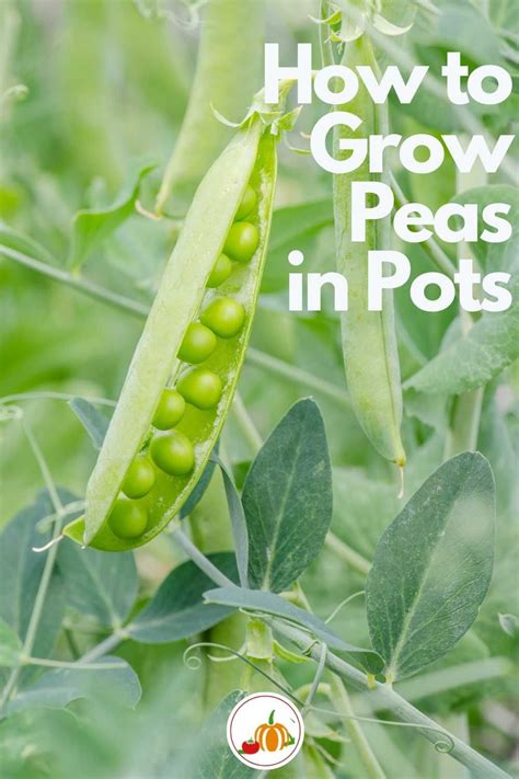 Everything You Need To Know About Growing Peas In Pots Succession Sowing Which Peas To Grow