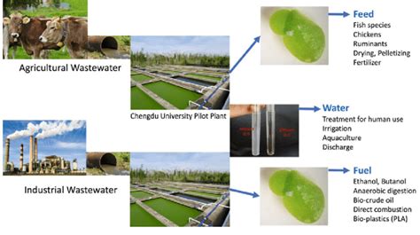 2 Flowchart Of Duckweed Wastewater Treatment And Biomass Application