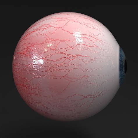 Realistic Human Eye 3d Model 29 Obj Fbx Unknown Max 3ds Free3d