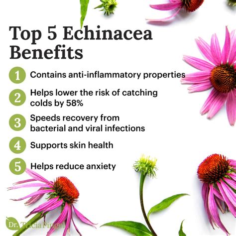 5 Echinacea Benefits - Dr. Pingel