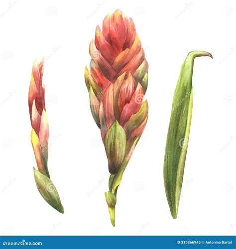 The Tropical Bromeliad Plant Billbergia Grows On The Trunk Of A Tree