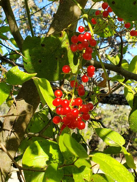 Central Texas. Can anyone ID this vining plant with red berries? : r
