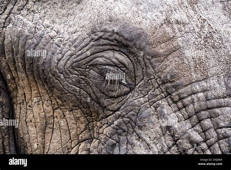 Elephant eye close-up, Botswana Stock Photo - Alamy