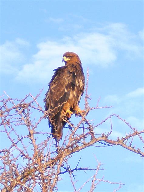 Got To Love A Bird Of Prey Tsavo National Park Kenya Kenya Bald Eagle National Parks