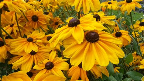 Rudbeckia Indian Summer Sadly Our Summer Was Anything Bu Flickr