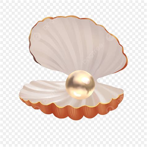 Pearl In Shells White Transparent Pearl Shell Pearl Clipart Natural