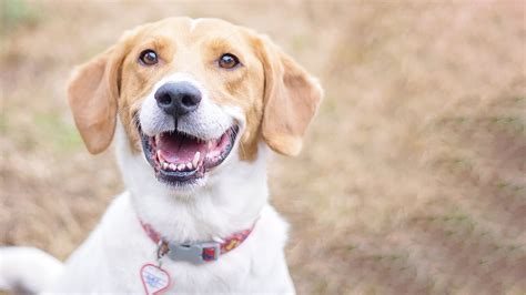 Parasites in Dogs | Parasite Types, Signs & More | Vets4Pets