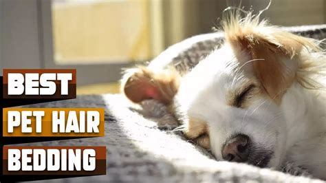 how to get dog hair off of bedding