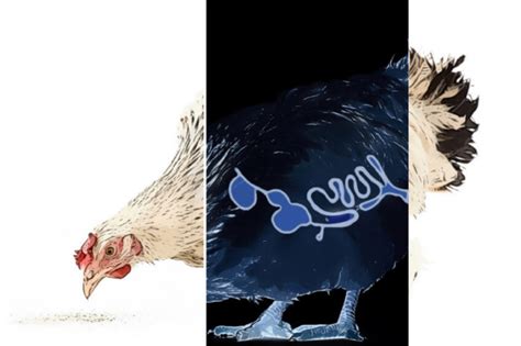 clean feed   key  boosting performance gut health