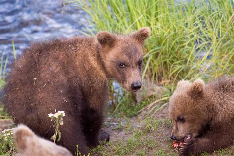 Cute brown bear cubs stock photo. Image of park, animal - 96949966