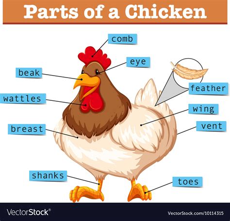 Diagram Showing Parts Of Chicken Royalty Free Vector Image