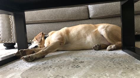 Coronavirus diary: My dog actually sleeps this much?