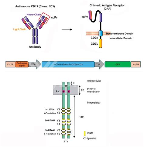Car T Transfection Virus Mcd19 1d3 Scfv Cd28 Cd3 Bicell Scientific®