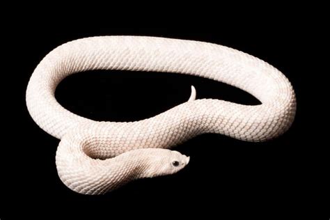 Discover 12 White Snakes Wikipoint Wiki Point