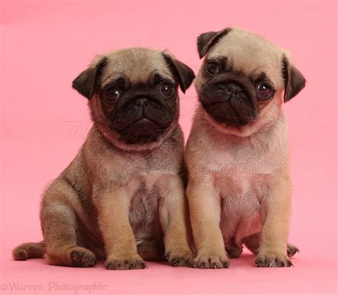 Dogs: Pug puppies on pink background photo WP41989